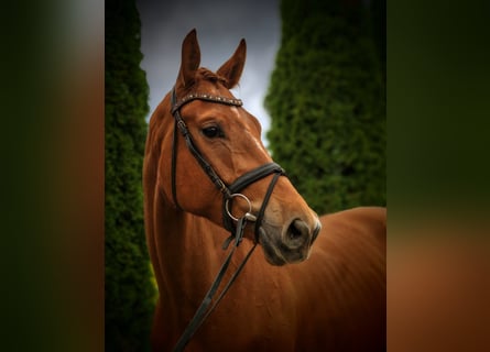Hanoverian, Gelding, 4 years, 17.1 hh, Chestnut-Red