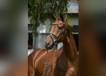 Hanoverian, Gelding, 4 years, 17,1 hh, Chestnut-Red