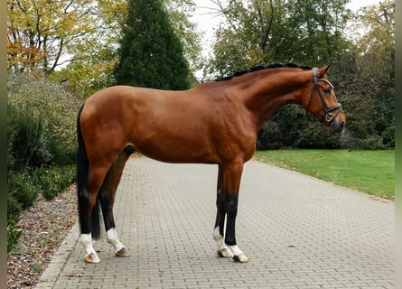 Hanoverian, Gelding, 4 years, 17,2 hh, Brown