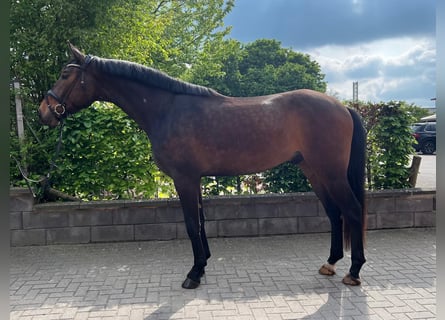 Hanoverian, Gelding, 4 years, 17 hh, Bay-Dark