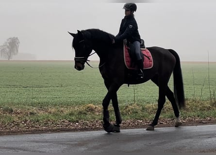 Hanoverian, Gelding, 4 years, 17 hh, Bay-Dark