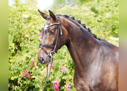 Hanoverian, Gelding, 4 years, 17 hh, Bay-Dark