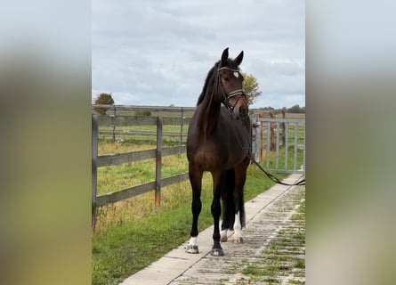 Hanoverian, Gelding, 4 years, 17 hh, Bay-Dark