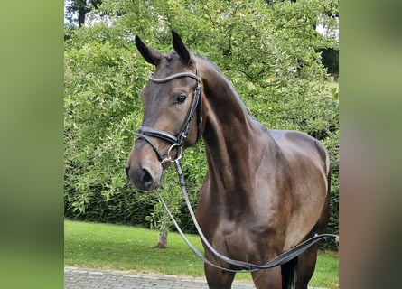 Hanoverian, Gelding, 4 years, 17 hh, Bay-Dark