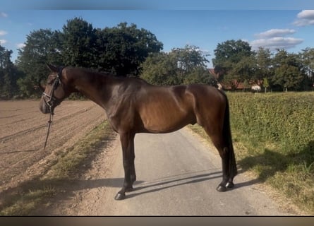 Hanoverian, Gelding, 4 years, 17 hh, Bay-Dark