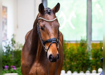 Hanoverian, Gelding, 4 years, 17 hh, Bay-Dark