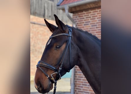 Hanoverian, Gelding, 4 years, 17 hh, Bay-Dark