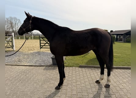 Hanoverian, Gelding, 4 years, 17 hh, Black