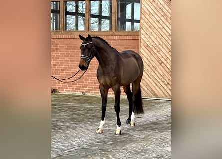 Hanoverian, Gelding, 4 years, 17 hh, Brown