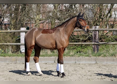 Hanoverian, Gelding, 4 years, 17 hh, Brown
