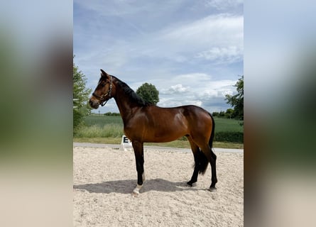 Hanoverian, Gelding, 4 years, 17 hh, Brown