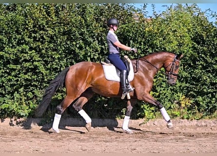 Hanoverian, Gelding, 4 years, 17 hh, Brown