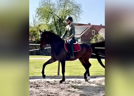 Hanoverian, Gelding, 4 years, 17 hh, Brown