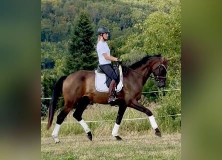 Hanoverian, Gelding, 4 years, 17 hh, Brown