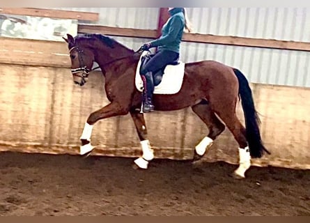 Hanoverian, Gelding, 4 years, 17 hh, Brown