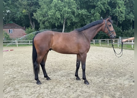 Hanoverian, Gelding, 4 years, 17 hh, Brown