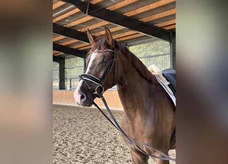 Hanoverian, Gelding, 4 years, 17 hh, Chestnut