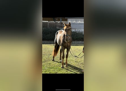 Hanoverian, Gelding, 4 years, 17 hh, Chestnut