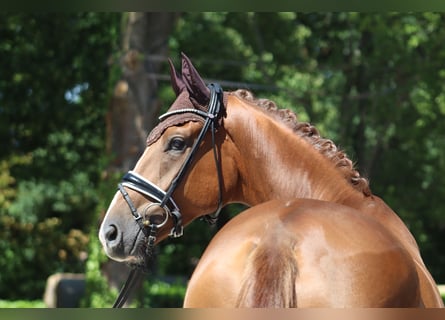 Hanoverian, Gelding, 4 years, 17 hh, Chestnut