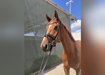 Hanoverian, Gelding, 4 years, 17 hh, Chestnut-Red