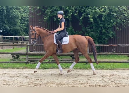 Hanoverian, Gelding, 4 years, 17 hh, Chestnut-Red