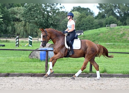 Hanoverian, Gelding, 4 years, 17 hh, Chestnut-Red