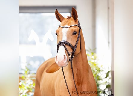 Hanoverian, Gelding, 4 years, 17 hh, Chestnut-Red