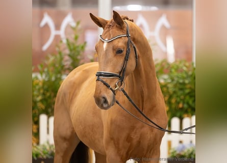 Hanoverian, Gelding, 4 years, 17 hh, Chestnut-Red