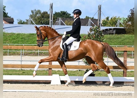 Hanoverian, Gelding, 4 years, 17 hh, Chestnut-Red