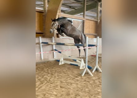 Hannoveraner, Wallach, 4 Jahre, 17 hh, Apfelschimmel