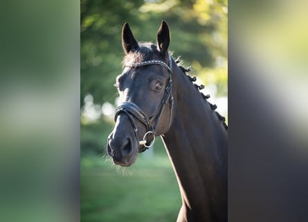 Hanoverian, Gelding, 4 years, 17,1 hh, Black