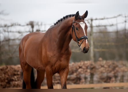 Hanoverian, Gelding, 4 years, 17,1 hh, Brown