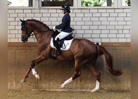 Hanoverian, Gelding, 4 years, 17,1 hh, Chestnut