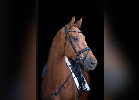 Hanoverian, Gelding, 4 years, 17,1 hh, Chestnut-Red
