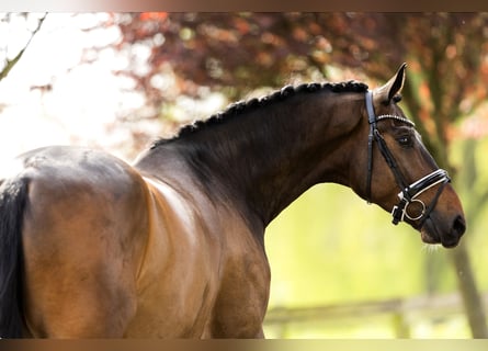 Hanoverian, Gelding, 4 years, 18 hh, Bay-Dark