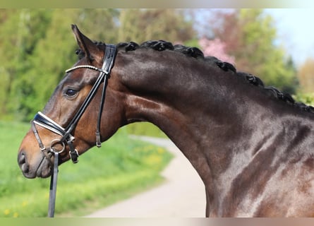 Hanoverian, Gelding, 4 years, Bay-Dark