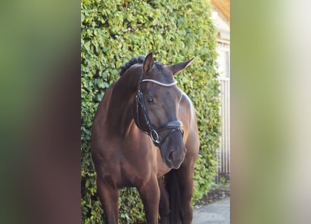 Hanoverian, Gelding, 4 years, Black