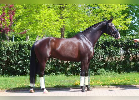 Hanoverian, Gelding, 4 years, Black
