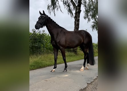 Hanoverian, Gelding, 5 years, 15.3 hh, Black