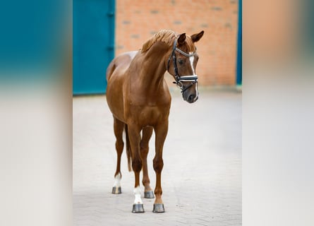 Hanoverian, Gelding, 5 years, 15,2 hh, Chestnut-Red