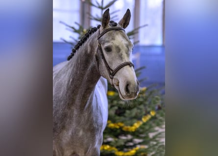 Hanoverian, Gelding, 5 years, 15,2 hh, Grey-Dapple