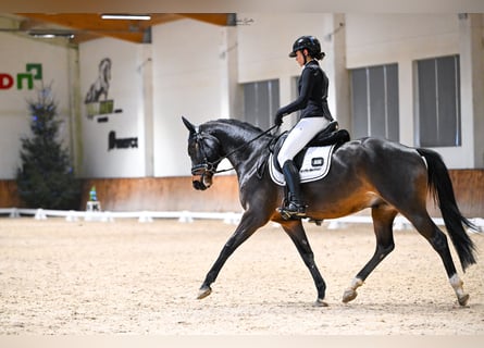 Hanoverian, Gelding, 5 years, 15,3 hh, Bay