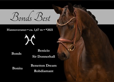 Hanoverian, Gelding, 5 years, 16.1 hh, Bay-Dark