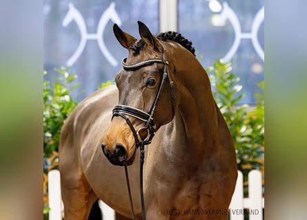 Hanoverian, Gelding, 5 years, 16,1 hh, Bay-Dark