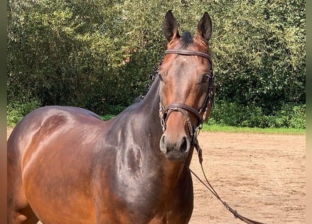 Hanoverian, Gelding, 5 years, 16,1 hh, Bay-Dark