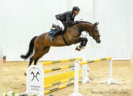 Hanoverian, Gelding, 5 years, 16,1 hh, Bay-Dark