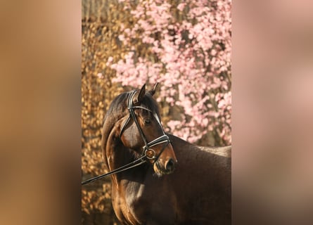 Hanoverian, Gelding, 5 years, 16,1 hh, Brown