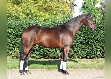 Hanoverian, Gelding, 5 years, 16.1 hh, Brown