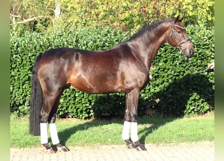 Hanoverian, Gelding, 5 years, 16.1 hh, Brown