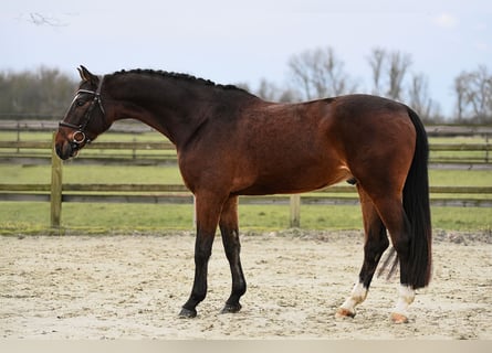 Hanoverian, Gelding, 5 years, 16,1 hh, Brown